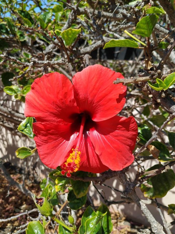 Un Oasis De Bienestar Villa Lajares Eksteriør bilde
